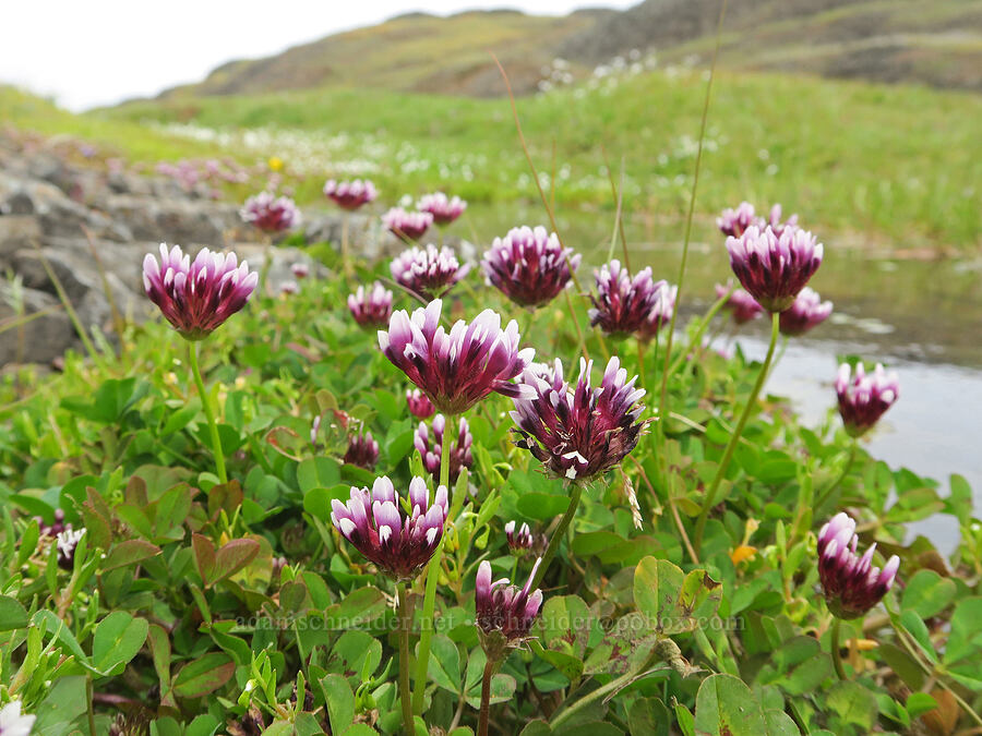 white-tip clover (Trifolium variegatum) [North Table Mountain Ecological Reserve, Butte County, California]