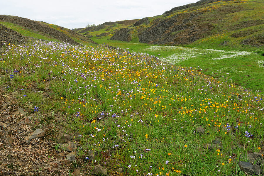 wildflowers (Eschscholzia caespitosa, Gilia tricolor, Lupinus nanus, Dipterostemon capitatus (Dichelostemma capitatum), Limnanthes douglasii ssp. nivea) [North Table Mountain Ecological Reserve, Butte County, California]