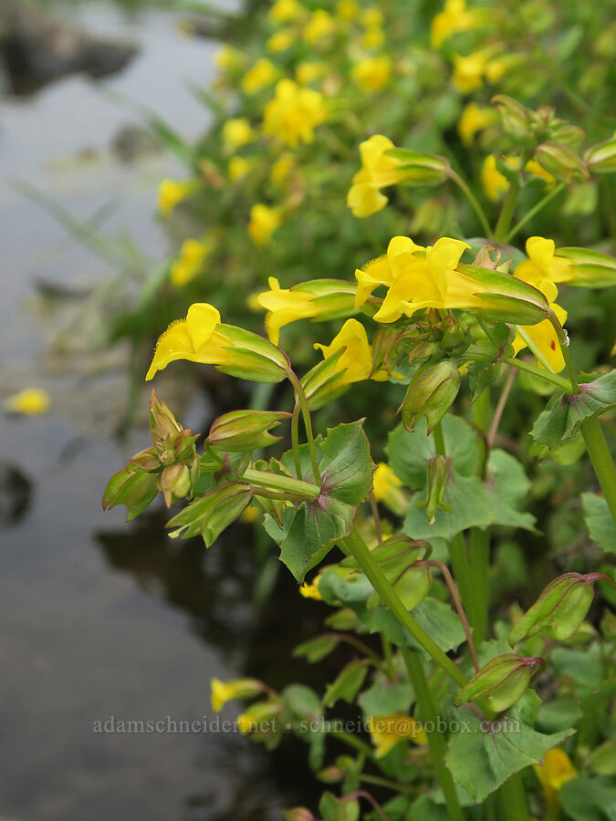 big-nose monkeyflower (Erythranthe nasuta (Mimulus guttatus var. nasutus)) [North Table Mountain Ecological Reserve, Butte County, California]