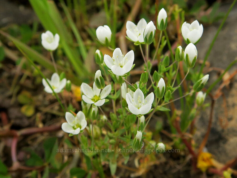 California sandwort (Minuartia californica (Sabulina californica)) [North Table Mountain Ecological Reserve, Butte County, California]