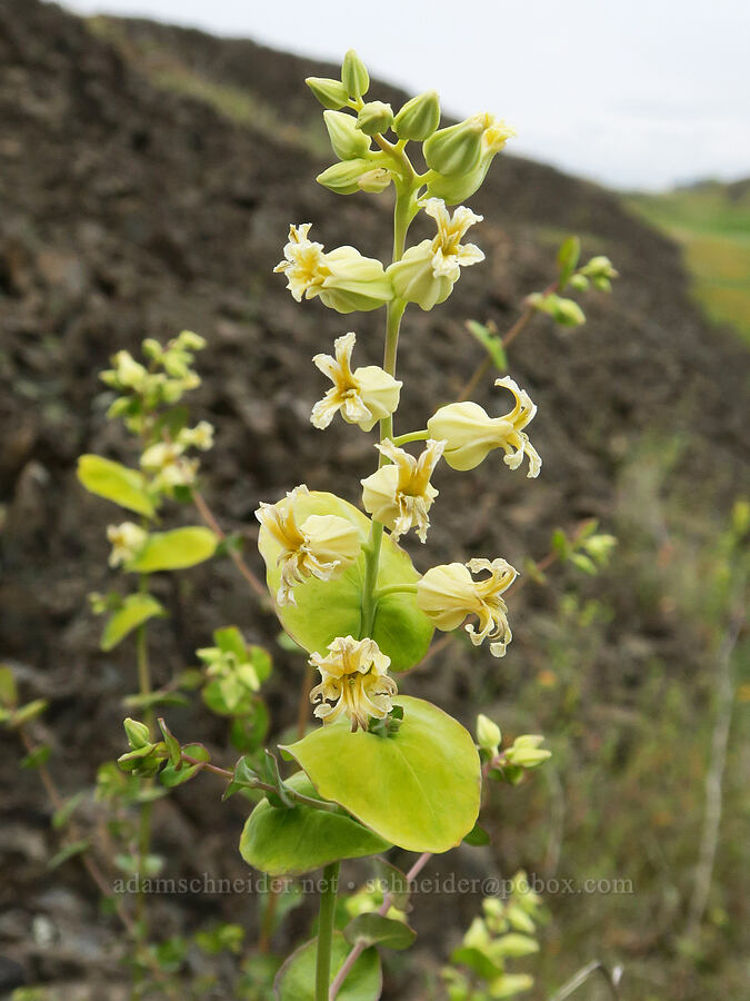 mountain jewel-flower (Streptanthus tortuosus) [North Table Mountain Ecological Reserve, Butte County, California]