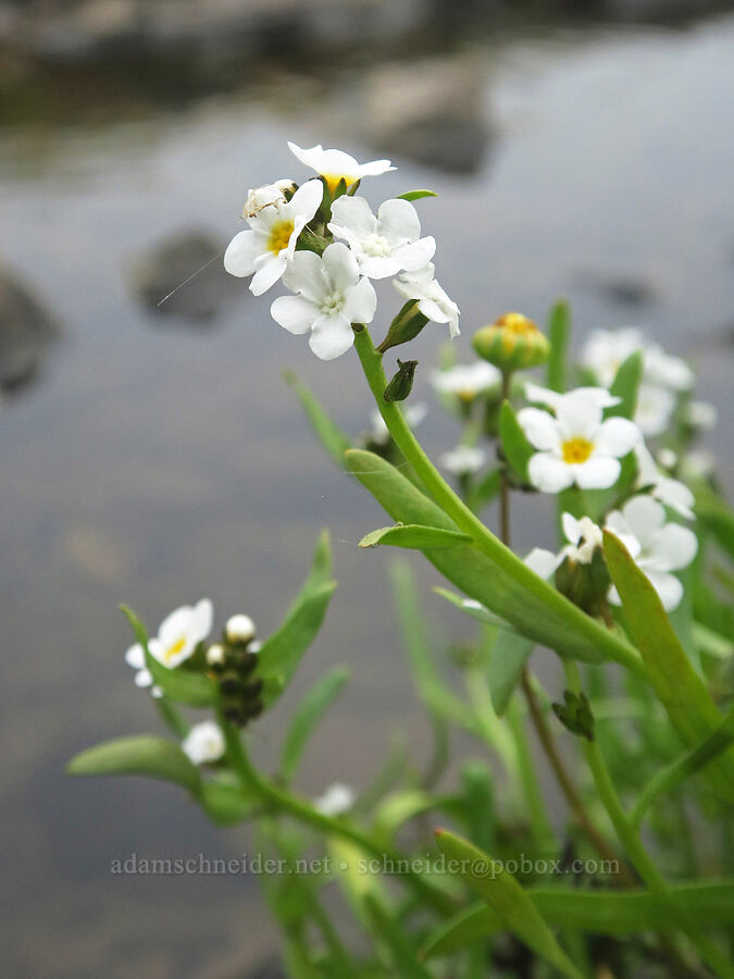 popcorn flower (Plagiobothrys sp.) [North Table Mountain Ecological Reserve, Butte County, California]