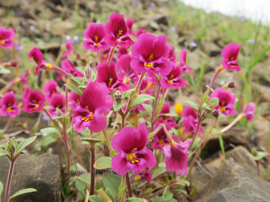 Kellogg's monkeyflower (Diplacus kelloggii (Mimulus kelloggii)) [North Table Mountain Ecological Reserve, Butte County, California]
