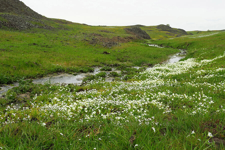 meadow-foam & popcorn flower (Limnanthes douglasii ssp. nivea, Plagiobothrys sp.) [North Table Mountain Ecological Reserve, Butte County, California]