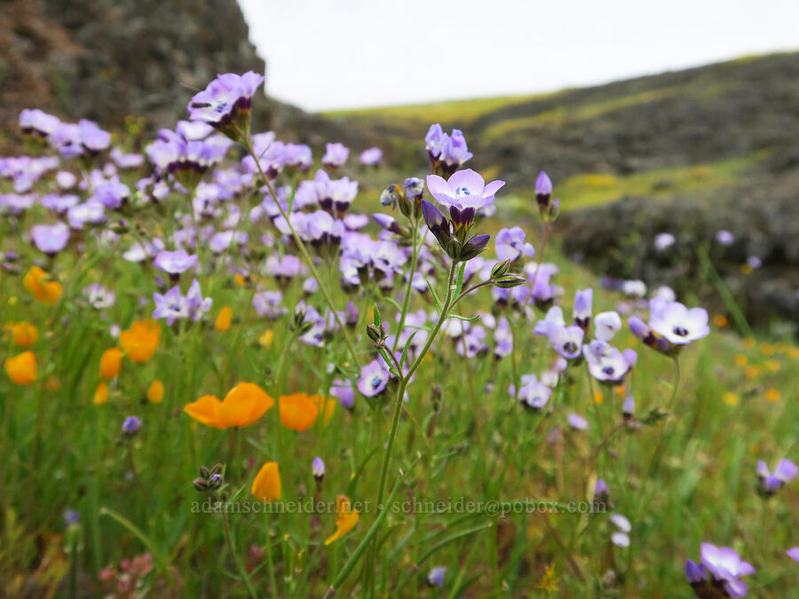 bird's-eye gilia (Gilia tricolor) [North Table Mountain Ecological Reserve, Butte County, California]