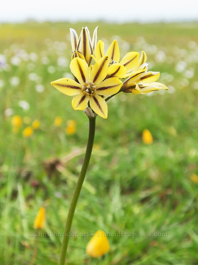 pretty face triplet-lily (Triteleia ixioides ssp. unifolia) [North Table Mountain Ecological Reserve, Butte County, California]