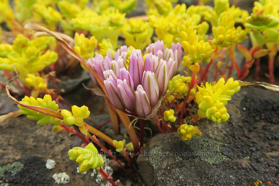 Cascade onion & Sierra mock stonecrop (Allium cratericola, Sedella pumila (Parvisedum pumilum)) [North Table Mountain Ecological Reserve, Butte County, California]