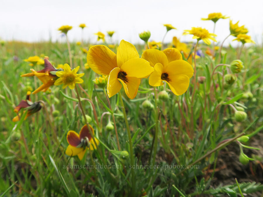 Douglas' violet & gold-fields (Viola douglasii, Lasthenia sp.) [North Table Mountain Ecological Reserve, Butte County, California]