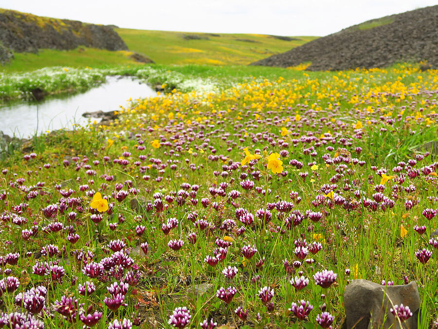 clover & monkeyflower (Trifolium variegatum, Erythranthe sp. (Mimulus sp.)) [North Table Mountain Ecological Reserve, Butte County, California]