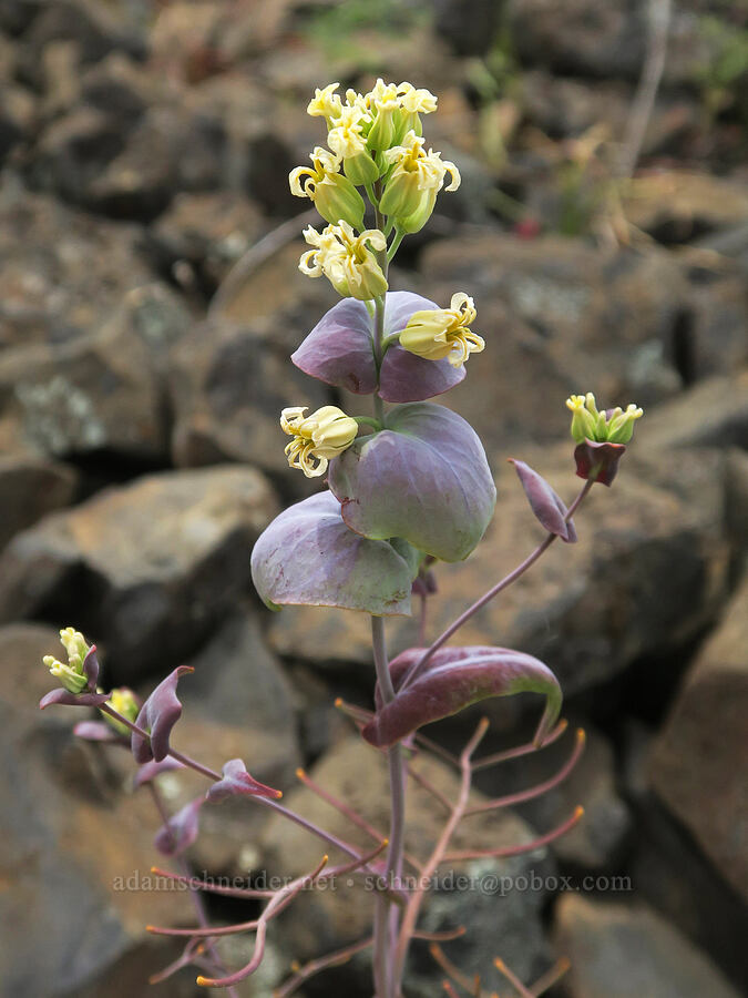 varied-leaf jewel-flower (Streptanthus diversifolius) [North Table Mountain Ecological Reserve, Butte County, California]