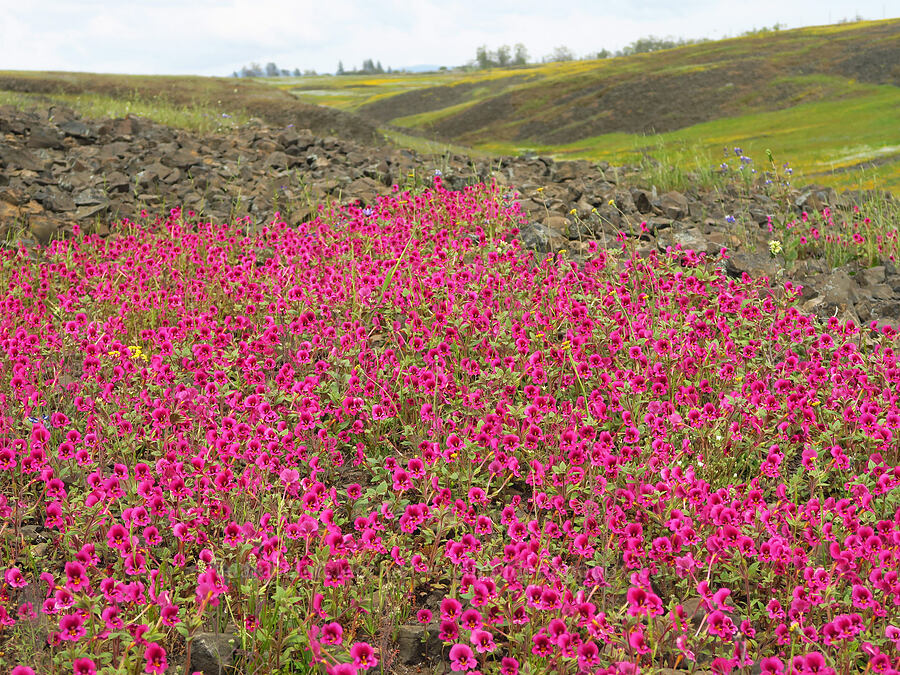 Kellogg's monkeyflower (Diplacus kelloggii (Mimulus kelloggii)) [North Table Mountain Ecological Reserve, Butte County, California]