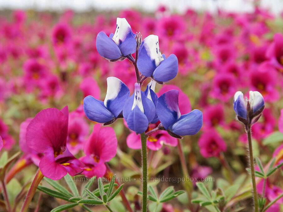sky lupine & Kellogg's monkeyflower (Lupinus nanus, Diplacus kelloggii (Mimulus kelloggii)) [North Table Mountain Ecological Reserve, Butte County, California]
