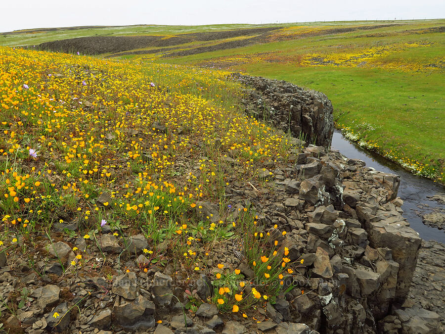 foothill poppies & gold-fields (Eschscholzia caespitosa, Lasthenia sp.) [North Table Mountain Ecological Reserve, Butte County, California]