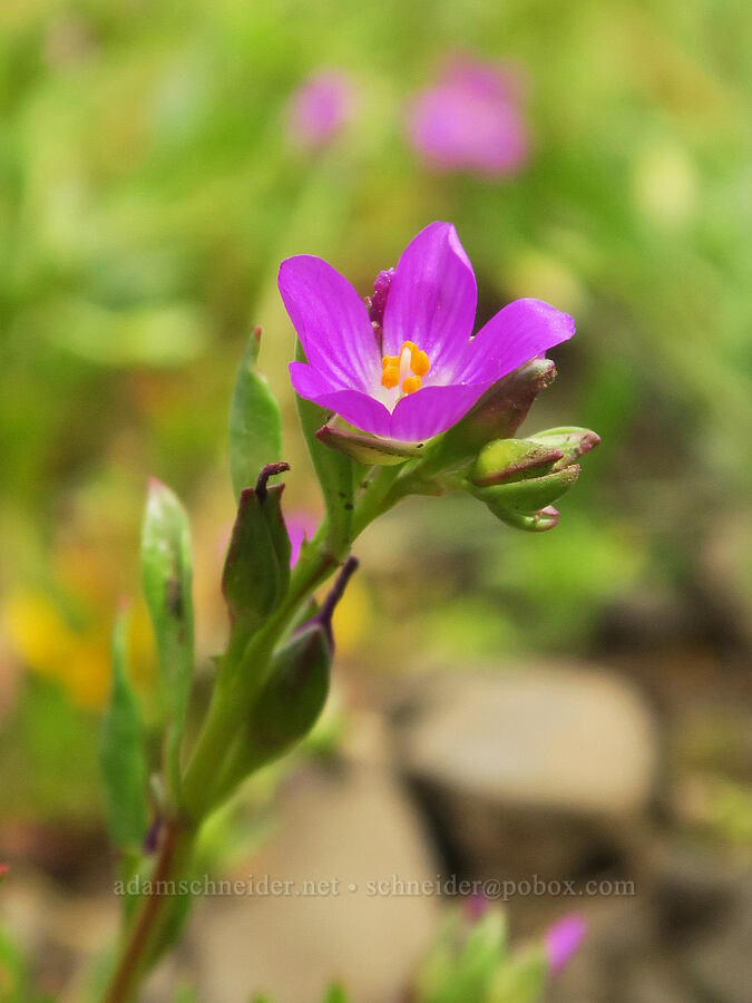 red-maids (Calandrinia ciliata (Calandrinia menziesii)) [North Table Mountain Ecological Reserve, Butte County, California]