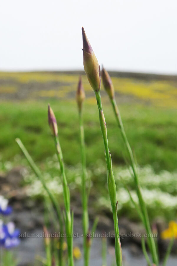 hairy pink, budding (Petrorhagia dubia) [North Table Mountain Ecological Reserve, Butte County, California]