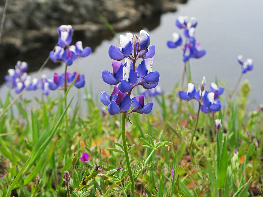 sky lupines (Lupinus nanus) [North Table Mountain Ecological Reserve, Butte County, California]