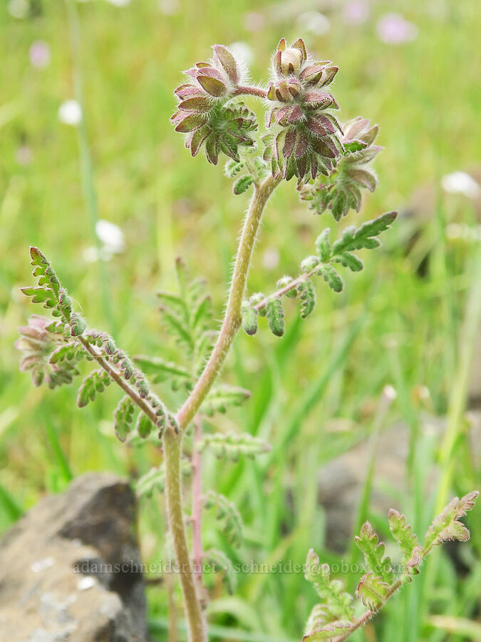 distant phacelia, budding (Phacelia distans) [North Table Mountain Ecological Reserve, Butte County, California]