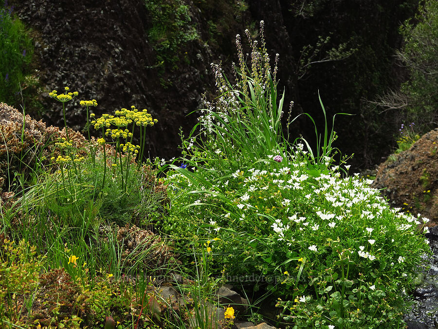 wildflowers at the top of a waterfall (Lomatium utriculatum, Thysanocarpus curvipes, Limnanthes sp., Erythranthe sp. (Mimulus sp.), Lithophragma sp.) [North Table Mountain Ecological Reserve, Butte County, California]