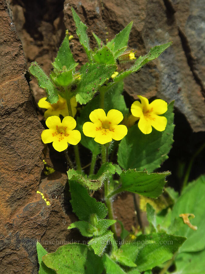 Dudley's monkeyflower (Erythranthe geniculata (Mimulus geniculatus)) [North Table Mountain Ecological Reserve, Butte County, California]