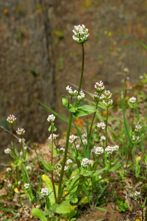 white plectritis (Plectritis macrocera) [North Table Mountain Ecological Reserve, Butte County, California]