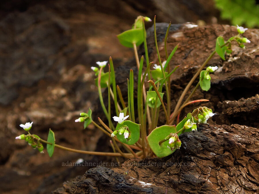 narrow-leaf miner's lettuce (Claytonia parviflora) [North Table Mountain Ecological Reserve, Butte County, California]