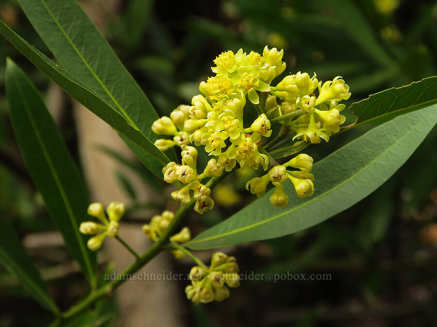 California bay flowers (Umbellularia californica) [North Table Mountain Ecological Reserve, Butte County, California]