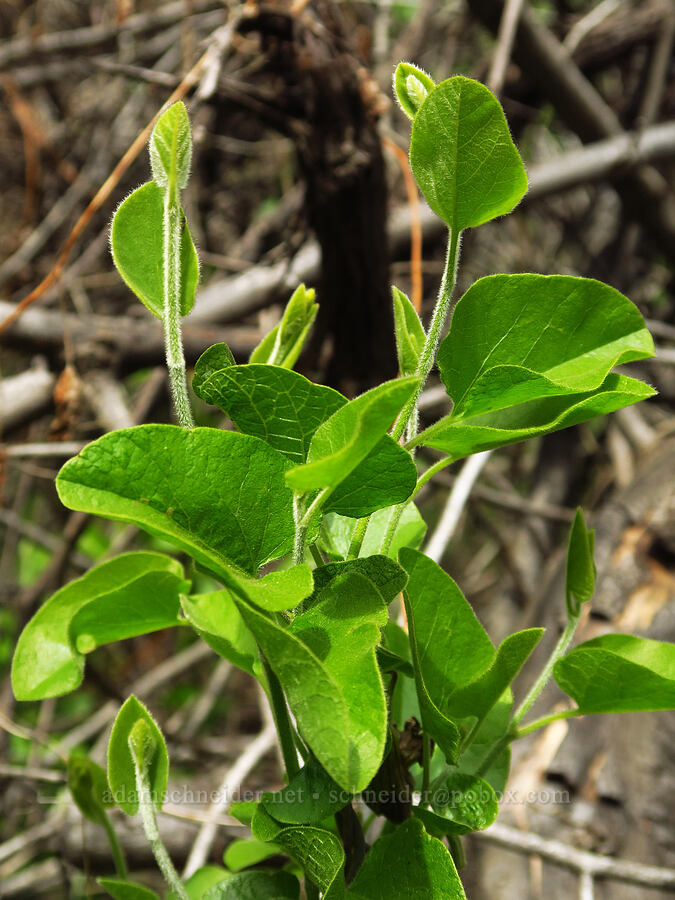 hairy honeysuckle leaves (Lonicera hispidula) [North Table Mountain Ecological Reserve, Butte County, California]