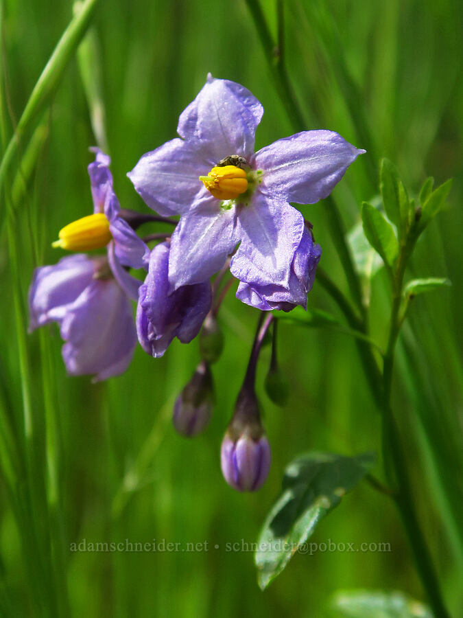 Parish's nightshade (Solanum parishii) [North Table Mountain Ecological Reserve, Butte County, California]