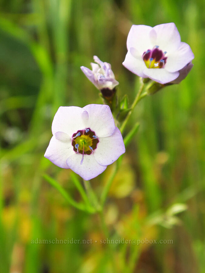 bird's-eye gilia (Gilia tricolor) [North Table Mountain Ecological Reserve, Butte County, California]