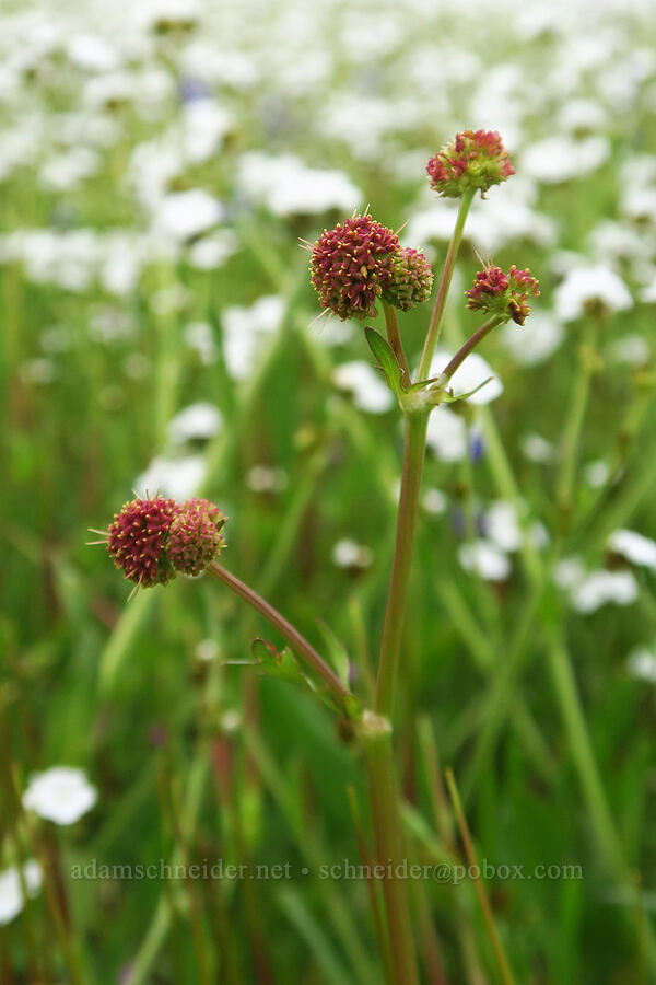 purple sanicle (Sanicula bipinnatifida) [North Table Mountain Ecological Reserve, Butte County, California]