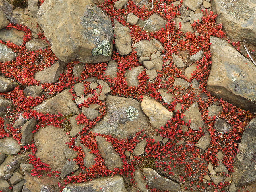 pygmy stonecrop (Crassula connata) [North Table Mountain Ecological Reserve, Butte County, California]