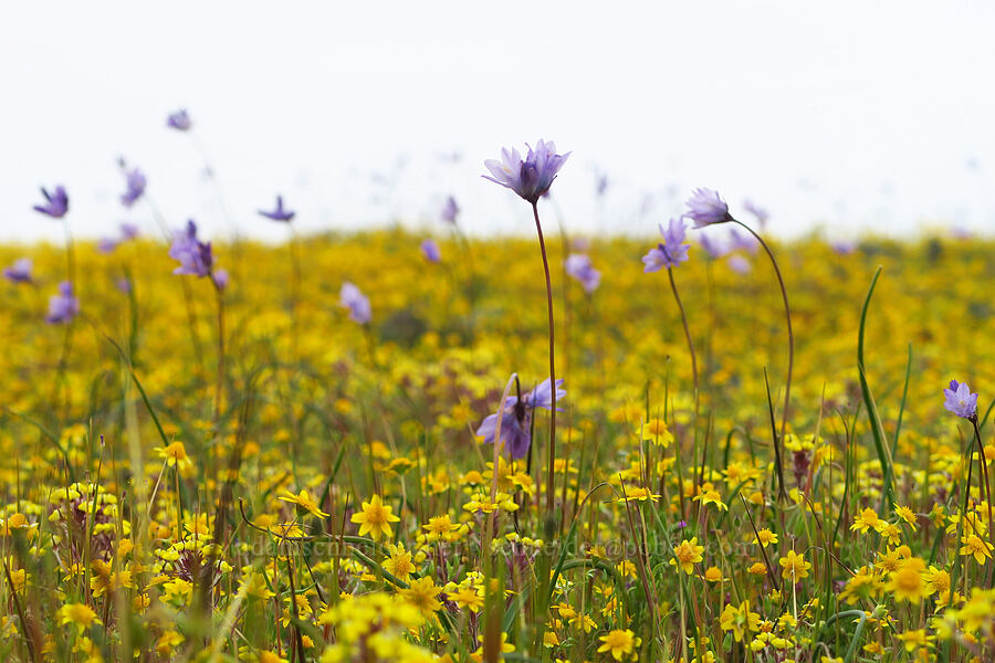 blue dicks & goldfields (Dipterostemon capitatus (Dichelostemma capitatum), Lasthenia sp.) [North Table Mountain Ecological Reserve, Butte County, California]