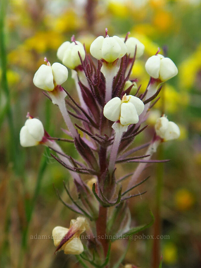 white butter-and-eggs (Triphysaria eriantha (Orthocarpus erianthus)) [North Table Mountain Ecological Reserve, Butte County, California]