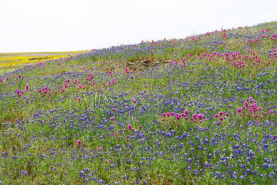purple owl's-clover & sky lupines (Castilleja exserta var. exserta (Orthocarpus exsertus), Lupinus nanus) [North Table Mountain Ecological Reserve, Butte County, California]