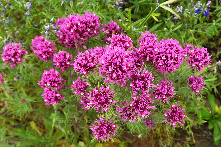 purple owl's-clover (Castilleja exserta var. exserta (Orthocarpus exsertus)) [North Table Mountain Ecological Reserve, Butte County, California]