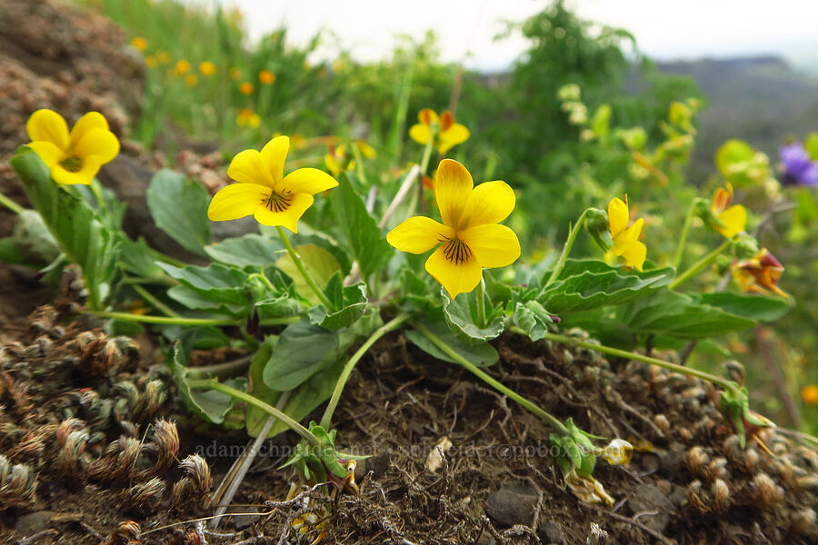 oak violets (Viola purpurea ssp. quercetorum) [North Table Mountain Ecological Reserve, Butte County, California]