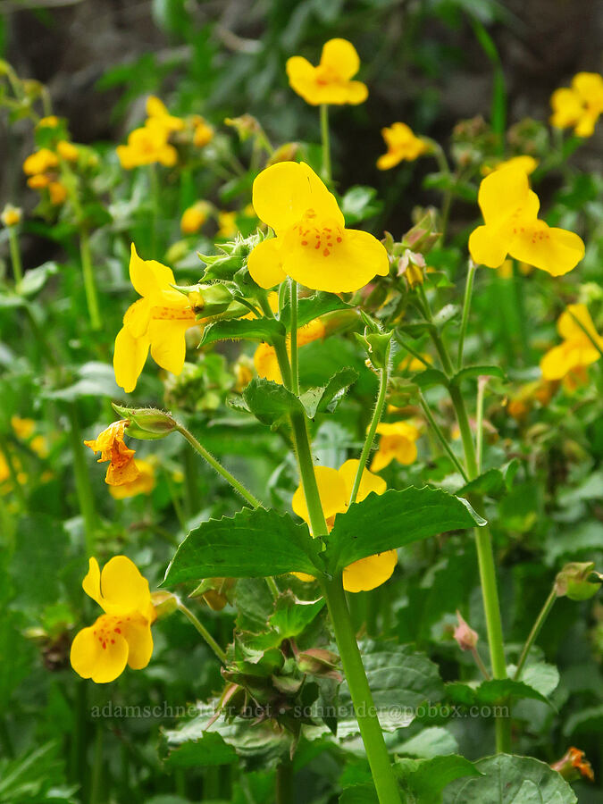 yellow monkeyflower (Erythranthe guttata (Mimulus guttatus)) [North Table Mountain Ecological Reserve, Butte County, California]