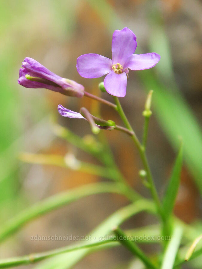Shasta rock-cress (Boechera breweri ssp. shastaensis (Arabis breweri ssp. shastaensis)) [North Table Mountain Ecological Reserve, Butte County, California]