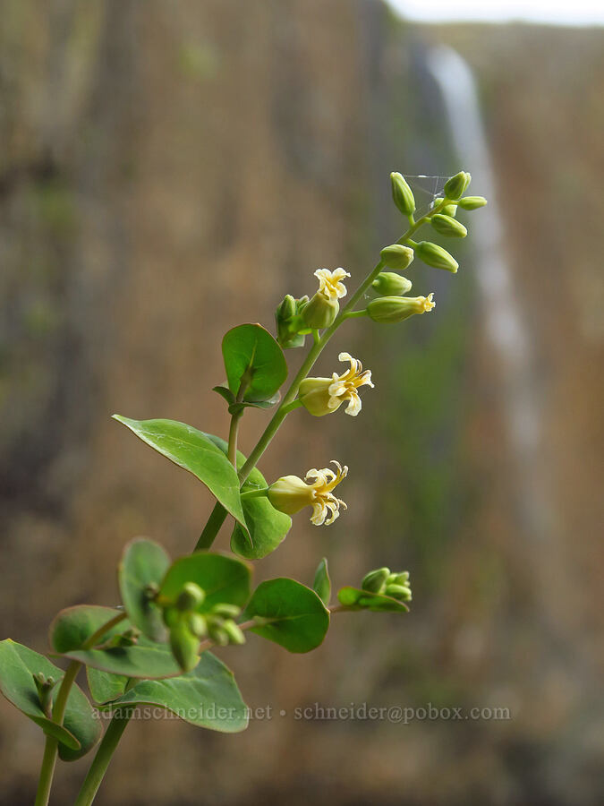 mountain jewel-flower (Streptanthus tortuosus) [North Table Mountain Ecological Reserve, Butte County, California]