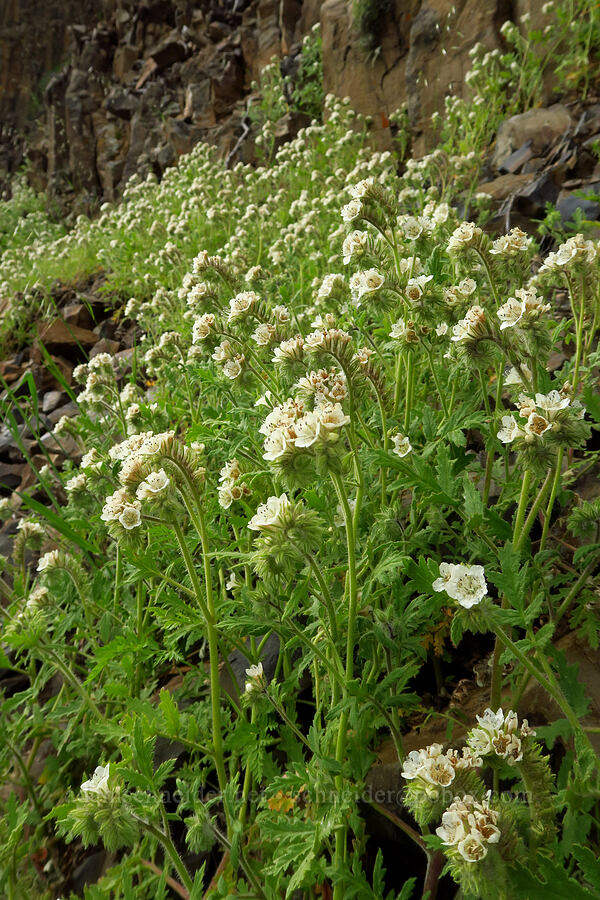 caterpillar phacelia (Phacelia cicutaria) [North Table Mountain Ecological Reserve, Butte County, California]