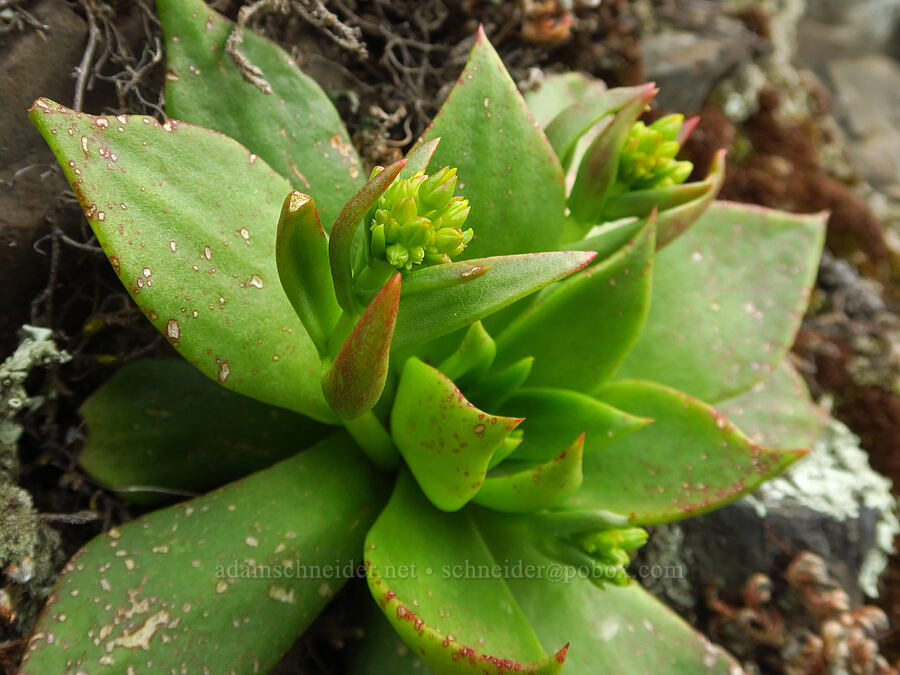 rock lettuce (canyon live-forever) (Dudleya cymosa) [North Table Mountain Ecological Reserve, Butte County, California]