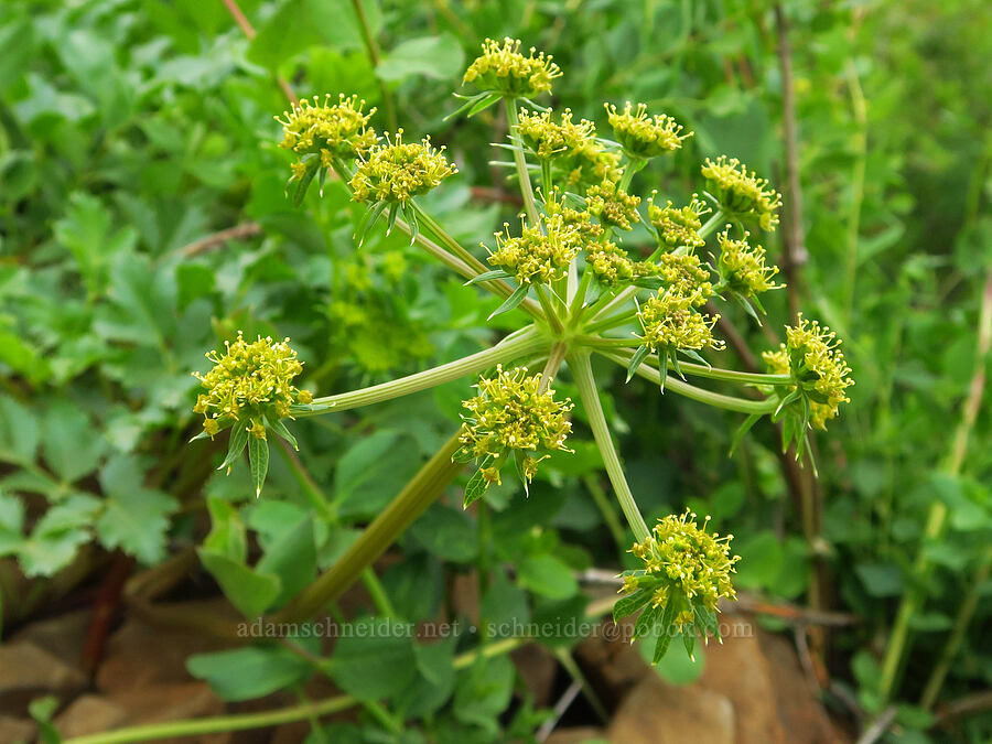 Hartweg's umbrella-wort (Tauschia hartwegii) [North Table Mountain Ecological Reserve, Butte County, California]