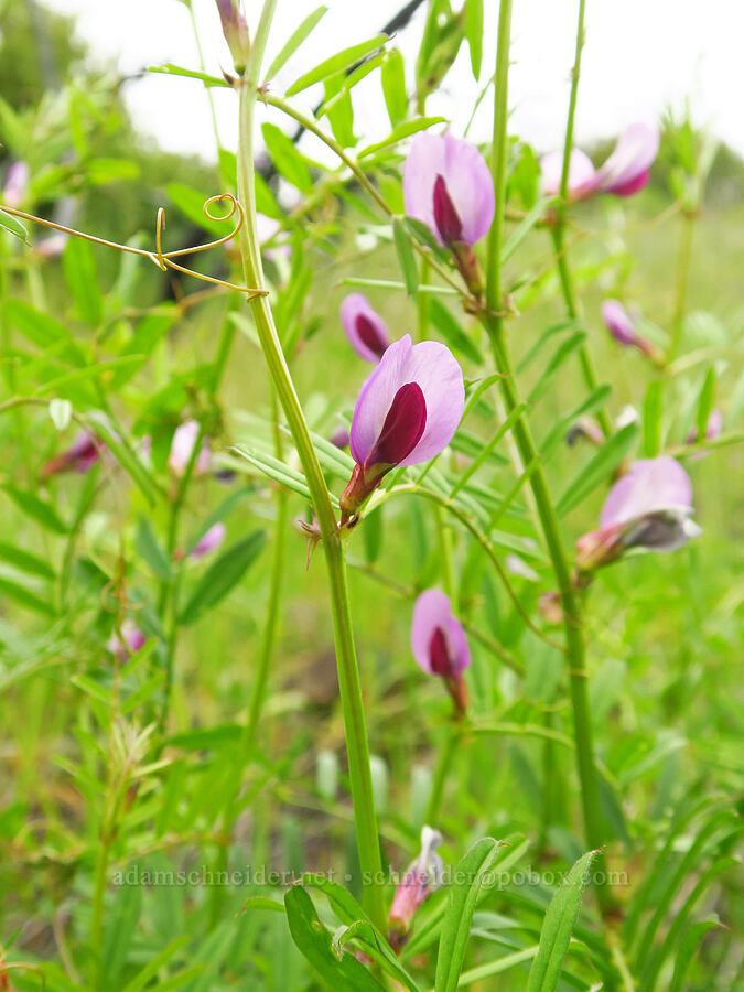 common vetch (Vicia sativa) [North Table Mountain Ecological Reserve, Butte County, California]