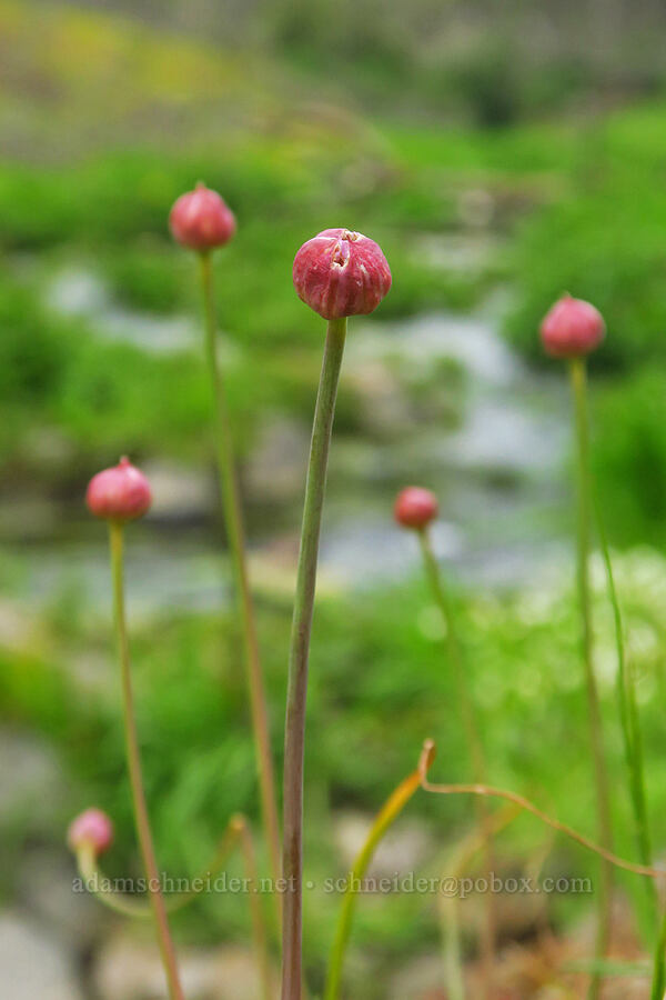 narrow-leaf onions, budding (Allium amplectens) [North Table Mountain Ecological Reserve, Butte County, California]