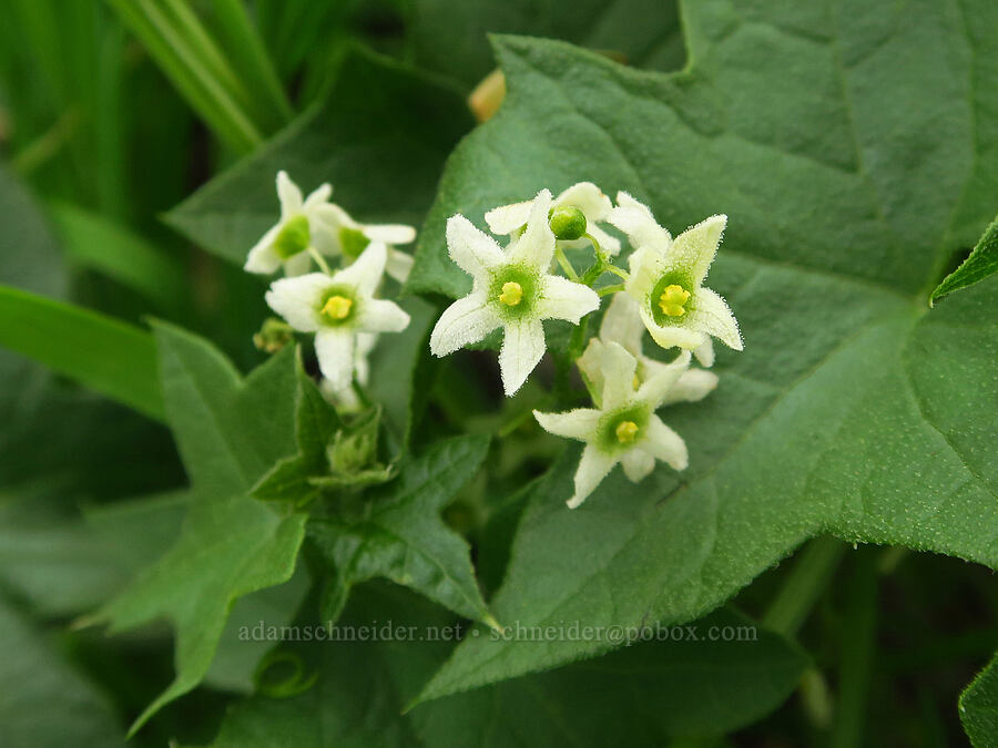 California manroot (Marah fabacea) [North Table Mountain Ecological Reserve, Butte County, California]