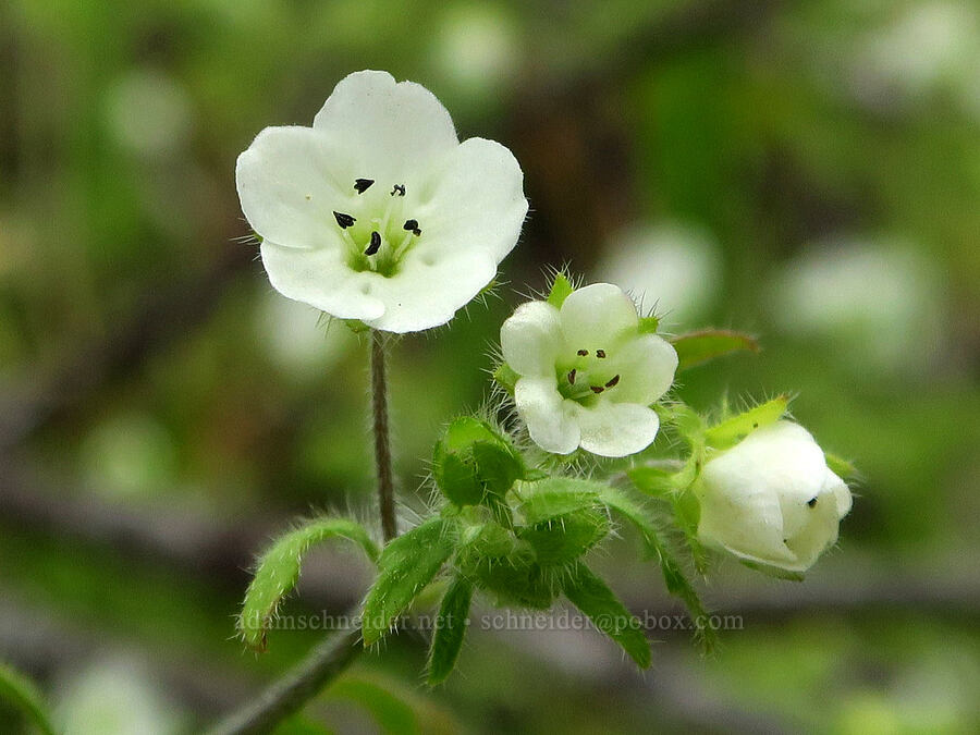 canyon nemophila (Nemophila heterophylla) [North Table Mountain Ecological Reserve, Butte County, California]