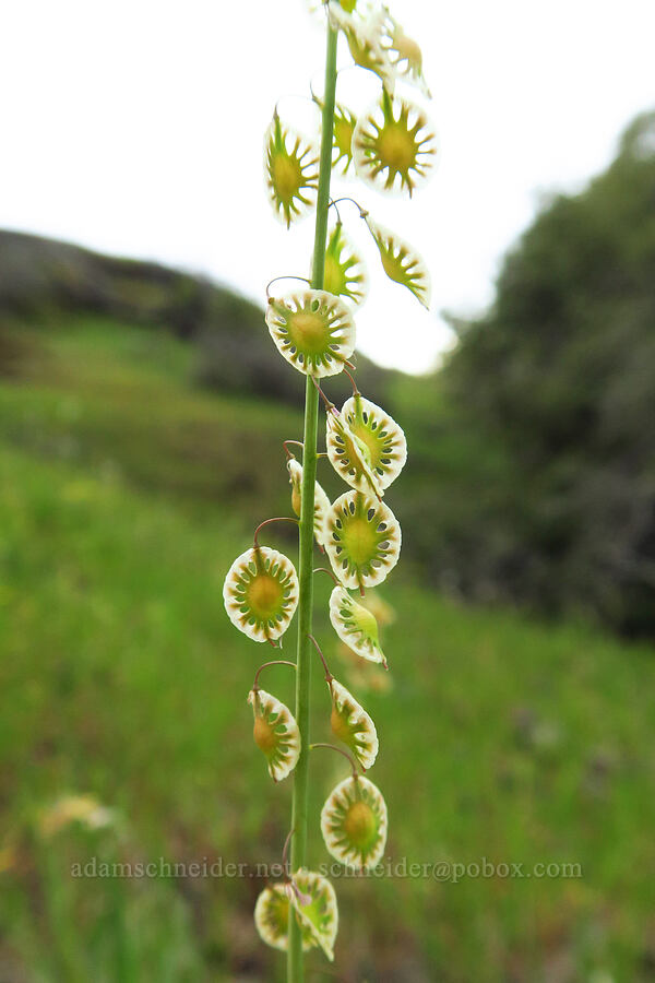 fringe-pod (Thysanocarpus curvipes) [North Table Mountain Ecological Reserve, Butte County, California]