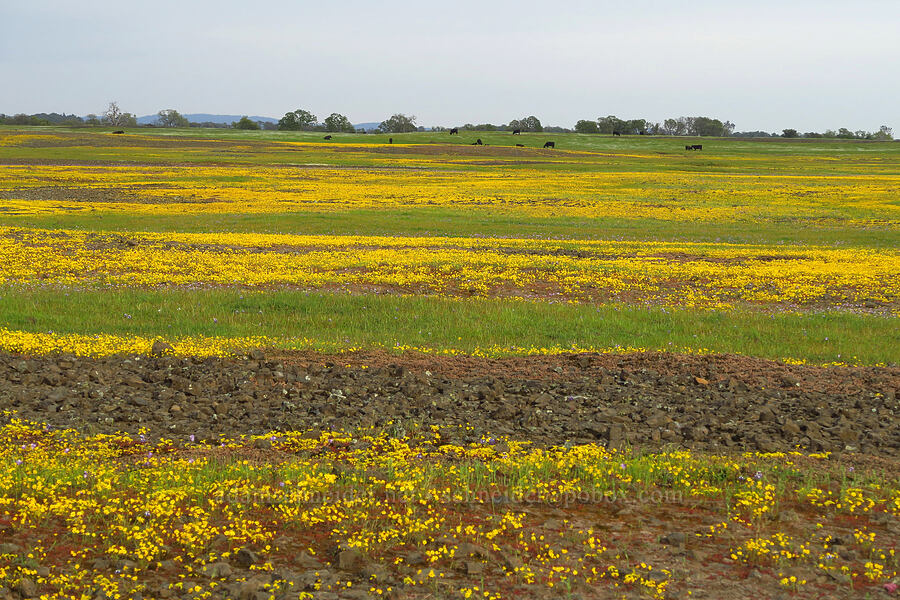 wildflowers [North Table Mountain Ecological Reserve, Butte County, California]