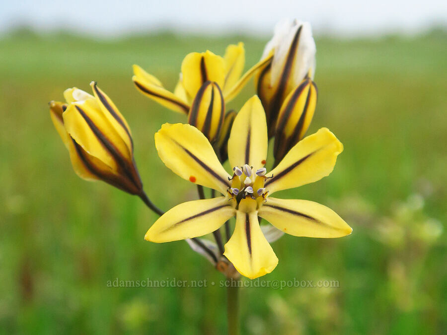 pretty face triplet-lily (Triteleia ixioides ssp. unifolia) [North Table Mountain Ecological Reserve, Butte County, California]