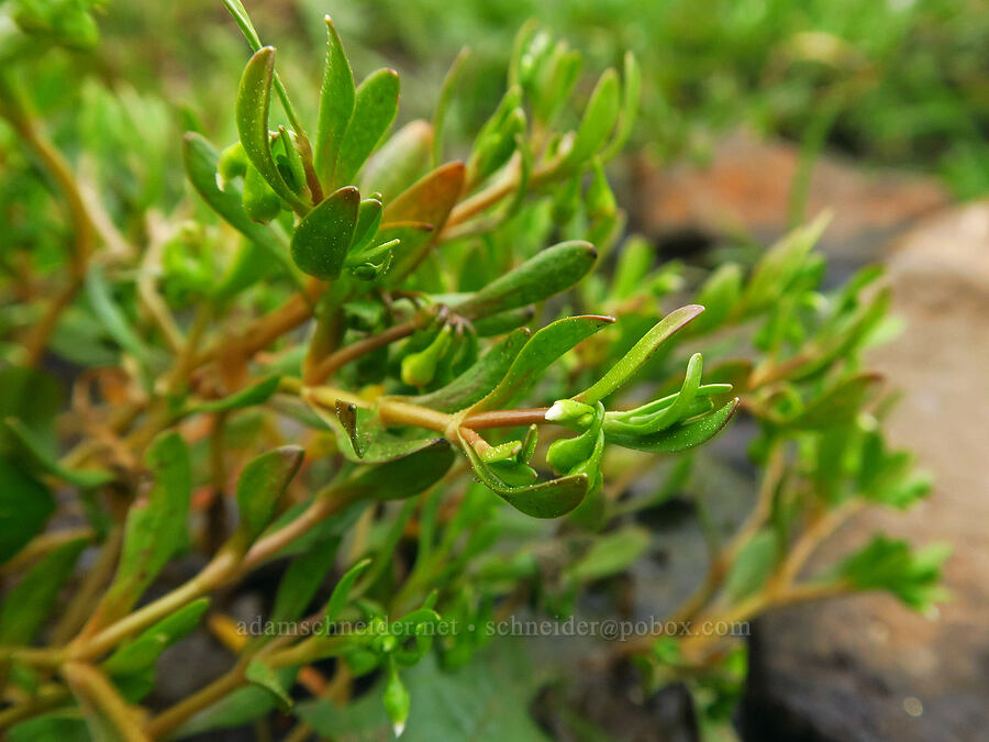 water montia (Montia fontana) [North Table Mountain Ecological Reserve, Butte County, California]